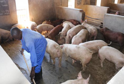 A Pig Industry Board worker cleaning one of the pigsties 