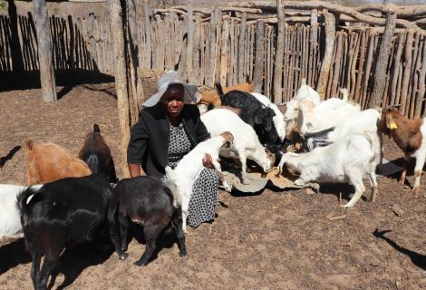Lizzy Mwinde of Ward 1 in Lupane shown here feeding some of her goats. She is looking forward to improving her breeds and accessing viable market