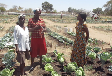 Binga ZRBF Vegetable project