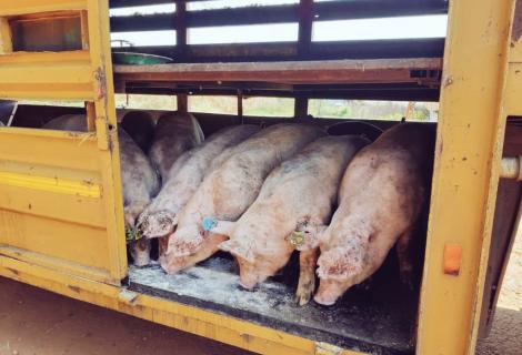 VALUE pigs