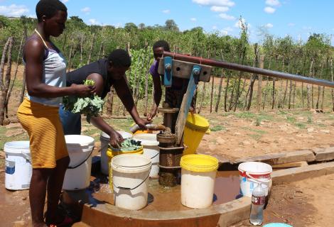 Women from Mandiashare Villiage collecting water from the rehabilitated boreholes and washing their vegetables watered using the borehole water.                                                          
