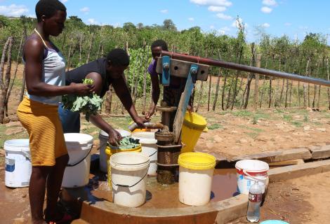 Women from Mandiashare Villiage collecting water from the rehabilitated boreholes and washing their vegetables watered using the borehole water.