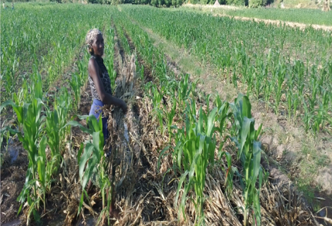 Tyaba Irrigation Farmers Reap Benefits of Agroecology
