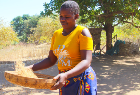 SEEDS OF RESILIENCE: ‘SMALL’ SESAME BRINGS ‘BIG’ SMILES TO MBIRE FARMERS