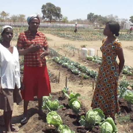 Binga ZRBF Vegetable project