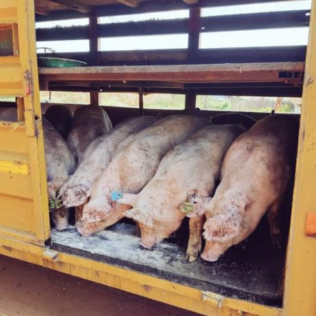 VALUE pigs
