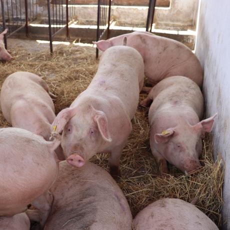pig breeding stock