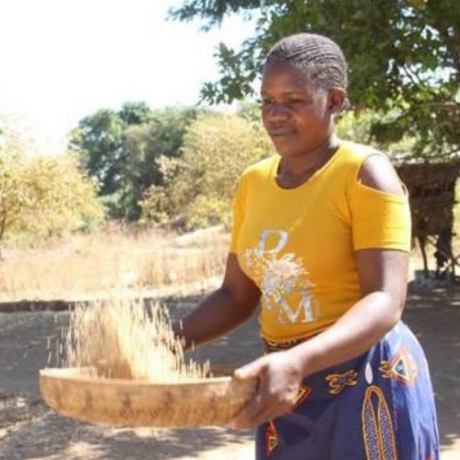 SEEDS OF RESILIENCE: ‘SMALL’ SESAME BRINGS ‘BIG’ SMILES TO MBIRE FARMERS