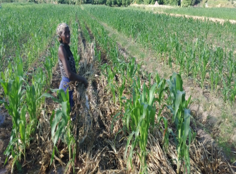 Tyaba Irrigation Farmers Reap Benefits of Agroecology