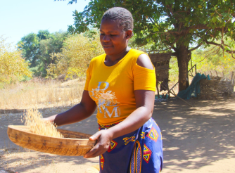 SEEDS OF RESILIENCE:  ‘SMALL’ SESAME BRINGS  ‘BIG’ SMILES TO MBIRE  FARMERS